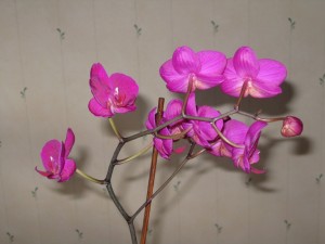 Hermosas orquídeas